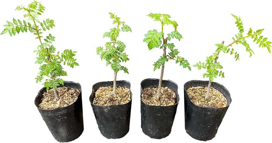 チビ葉山椒 山椒 苗 苗木 香味野菜 チビ葉山椒 山椒 苗 苗木 香味野菜