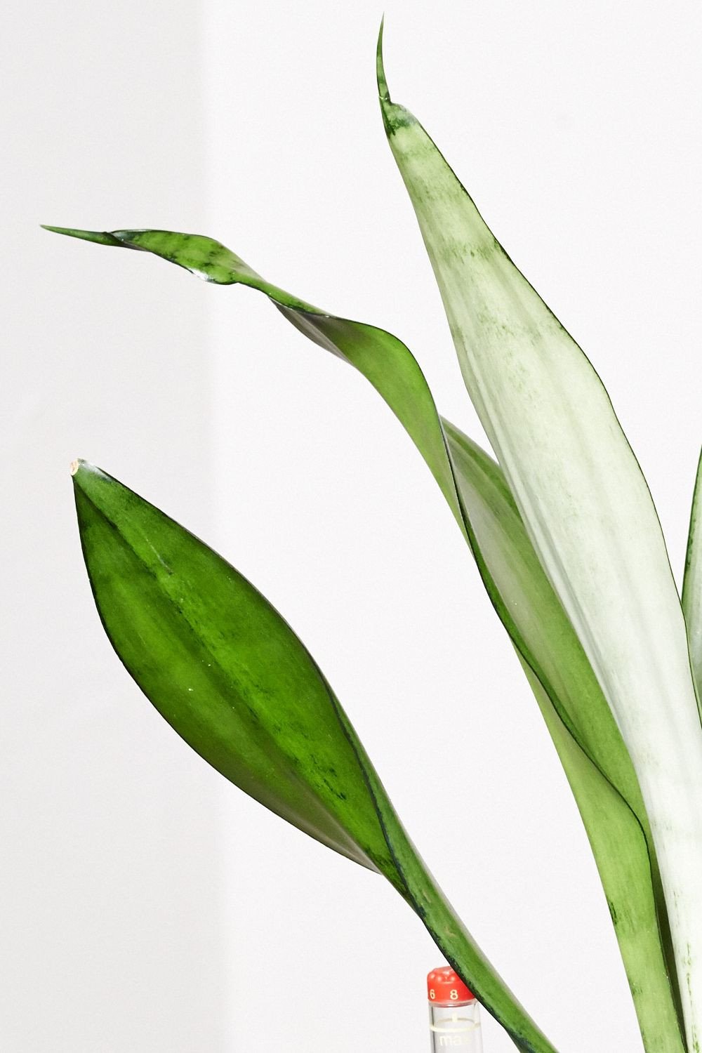 EVRGREEN | Zimmerpflanze Bogenhanf in Hydrokultur mit schwarzem Topf als  Set | Schwiegermutterzunge | Sansevieria trifasciata Moonshine : Amazon.de:  Garten