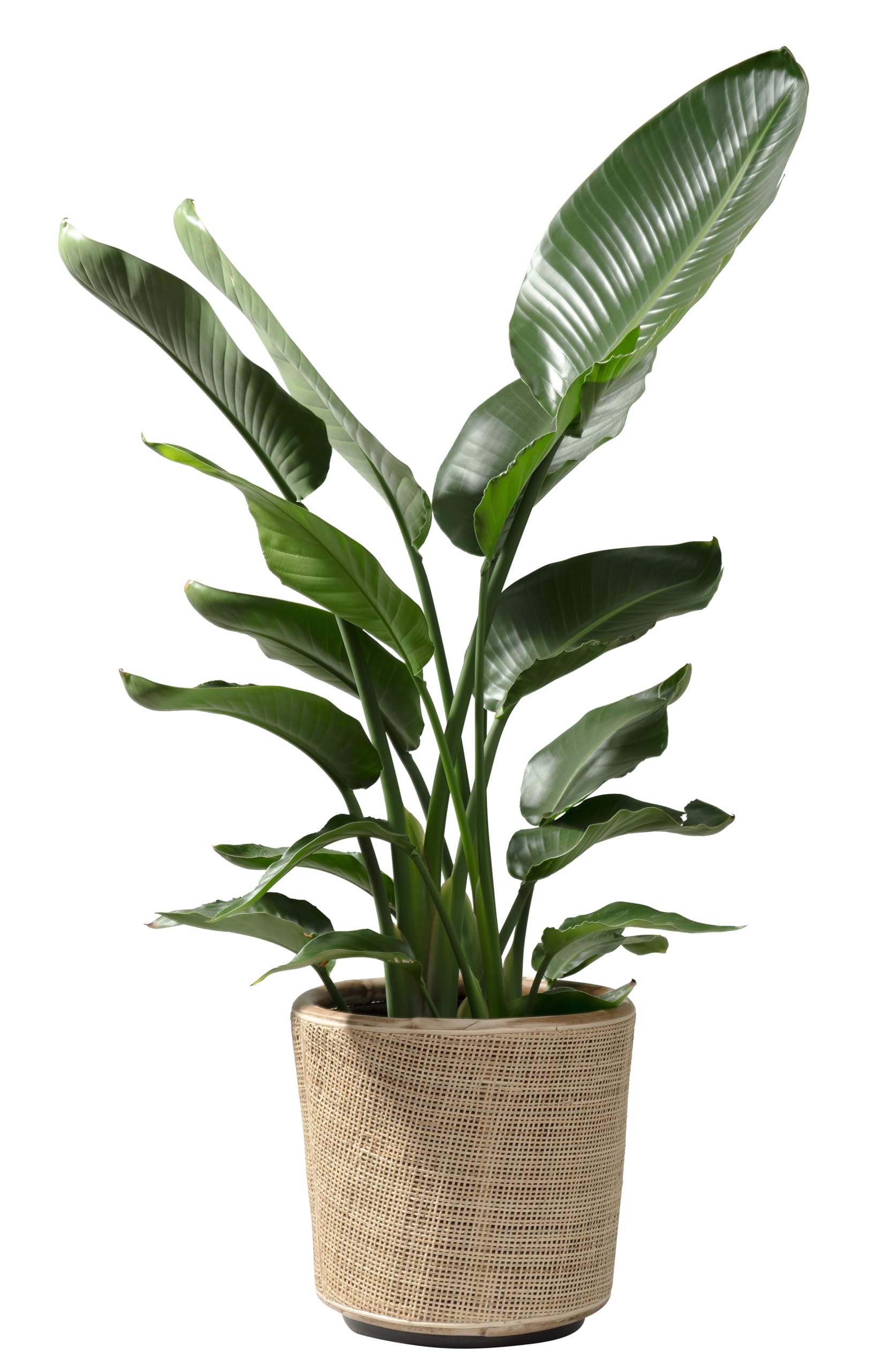 NATURN Living - Vaso in rattan bionda – ø 42 x 42 cm – Portavaso sostenibile con interno in plastica riciclata e impermeabile – Vasi da fiori per interni – Cesti per piante – Marrone chiaro