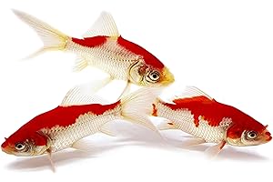 Toledo Fantail Goldfish Live: Vibrant and Graceful Addition to Underwater Enchantments