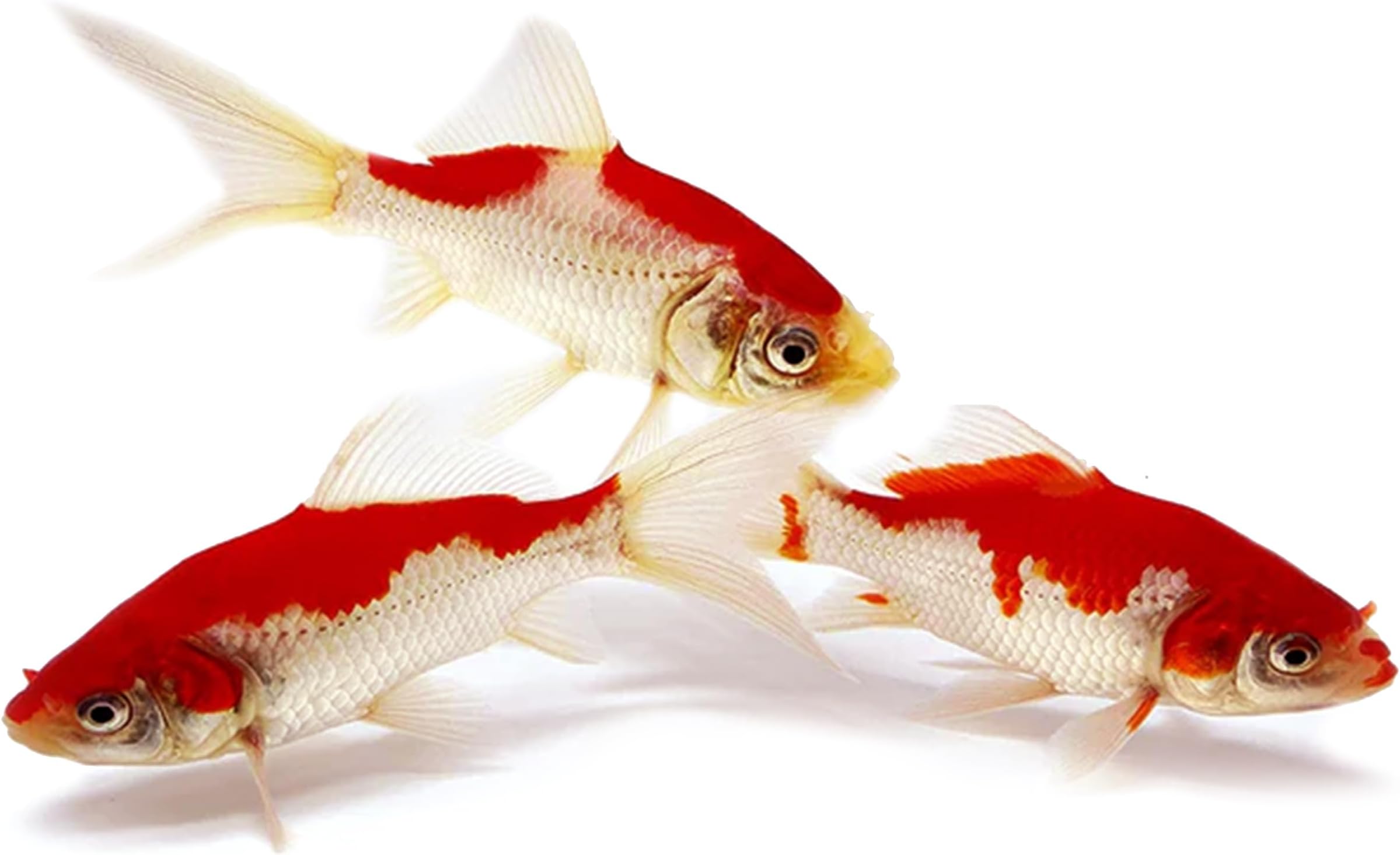 Toledo Goldfish Sarasa Comet Goldfish: Live Red and White Goldfish with a Variety of Patterns - Perfect for Stocking Ponds, Aquariums, or Tanks - 4-5 Inches, 5 Count