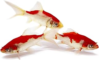 Can You Keep A Goldfish Alone? The Pros And Cons Of Single Goldfish ...
