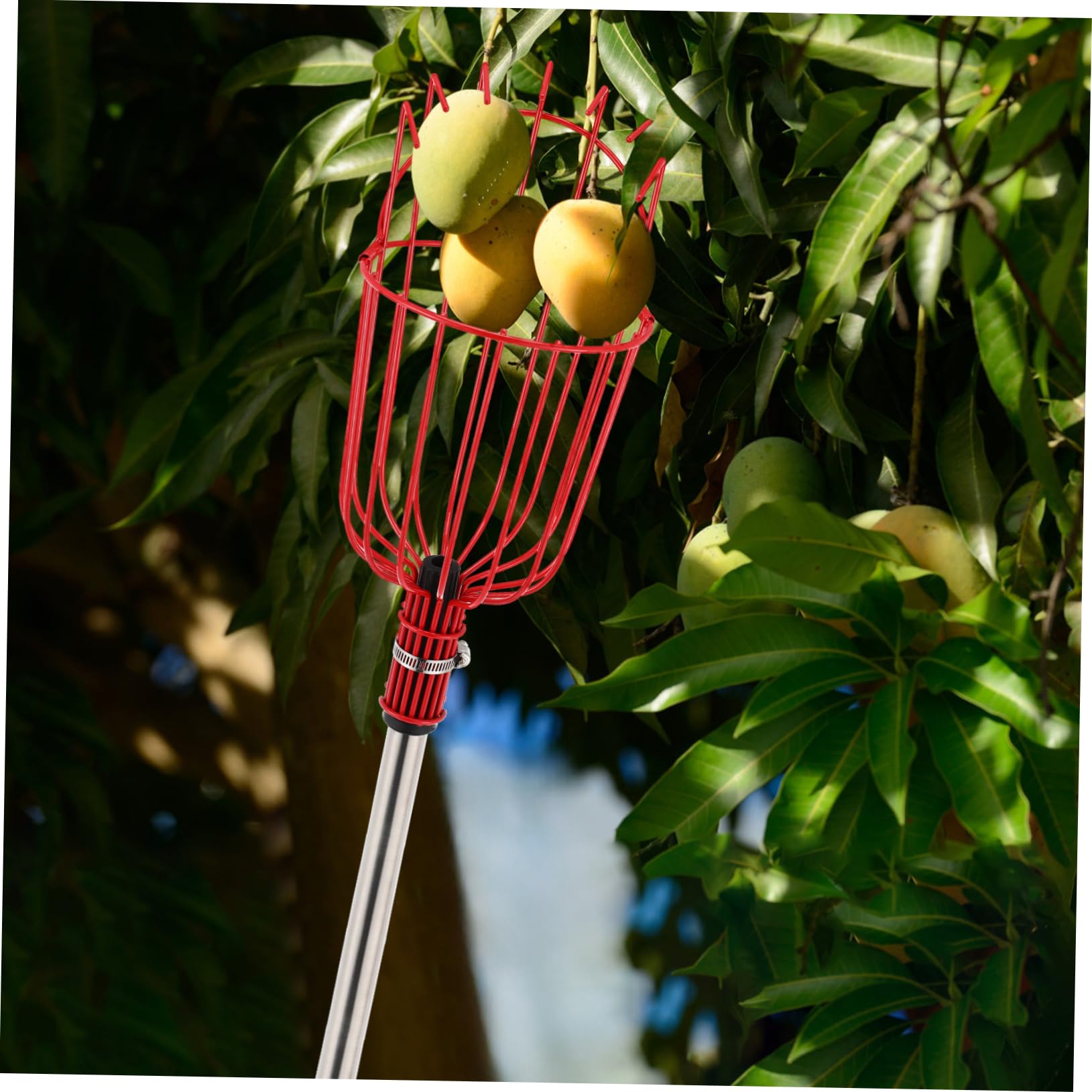 Lurrose Asta per Frutta Cestino Strumento per Raccolta Frutta Asta Regolabile per Mele e Arance Senza Sforzo Cestino Imbottito per Proteggere Frutti Leggera e Robusta per Alberi da Frutto