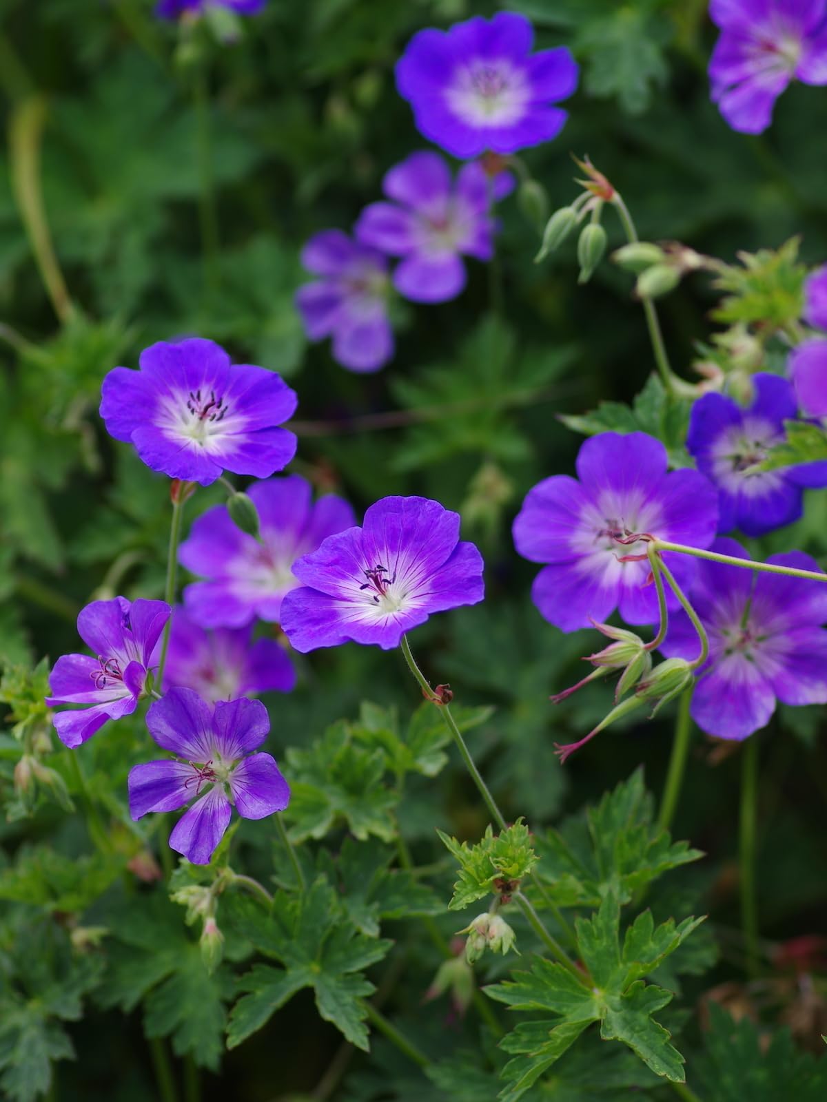 2X Geranium Rozanne Hardy Plants RHS AGM Award Winning Blue Cranesbill 9cm