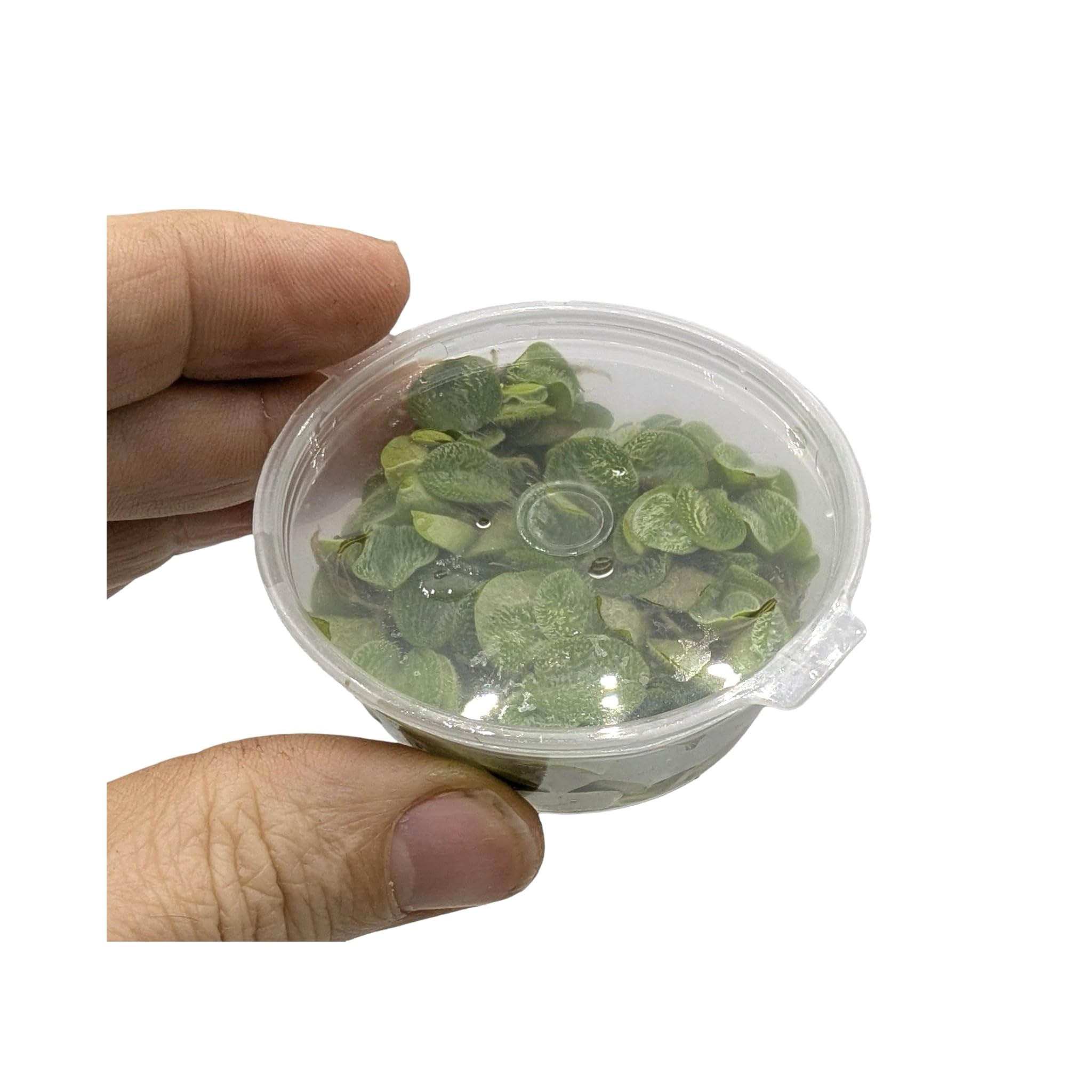 Salvinia auriculata/Salvinia natans - Portion 10 Live Plantes flottantes pour Aquarium