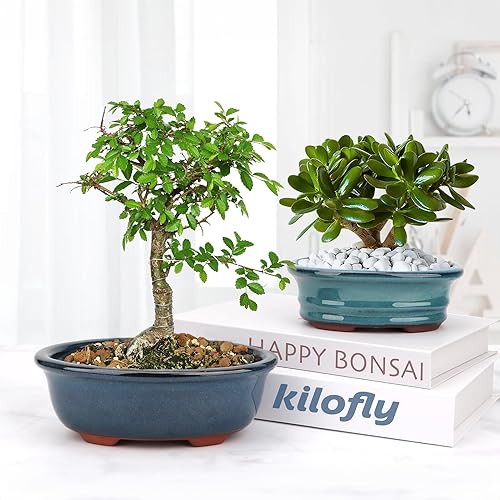 Miniatura 6 de Maceta Bonsái suculenta de 5.7 pulgadas y 7 pulgadas, juego de 2 + 4 pantallas de drenaje de malla suave