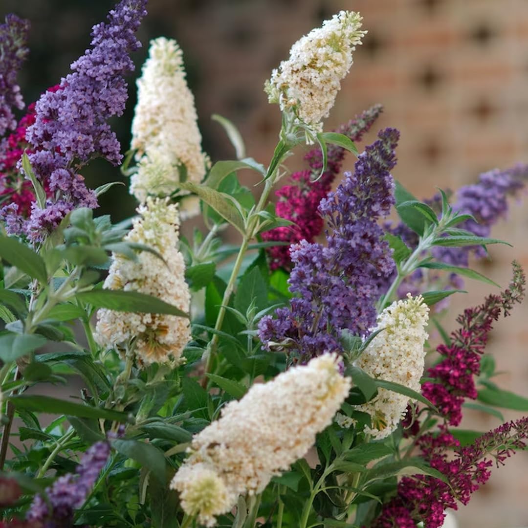 Albero delle Farfalle, Buddleja Davidii Tricolor, Buddleia Pianta in Vaso ø18 cm h 60/100 cm, Pianta Vera Vivaio di Castelletto