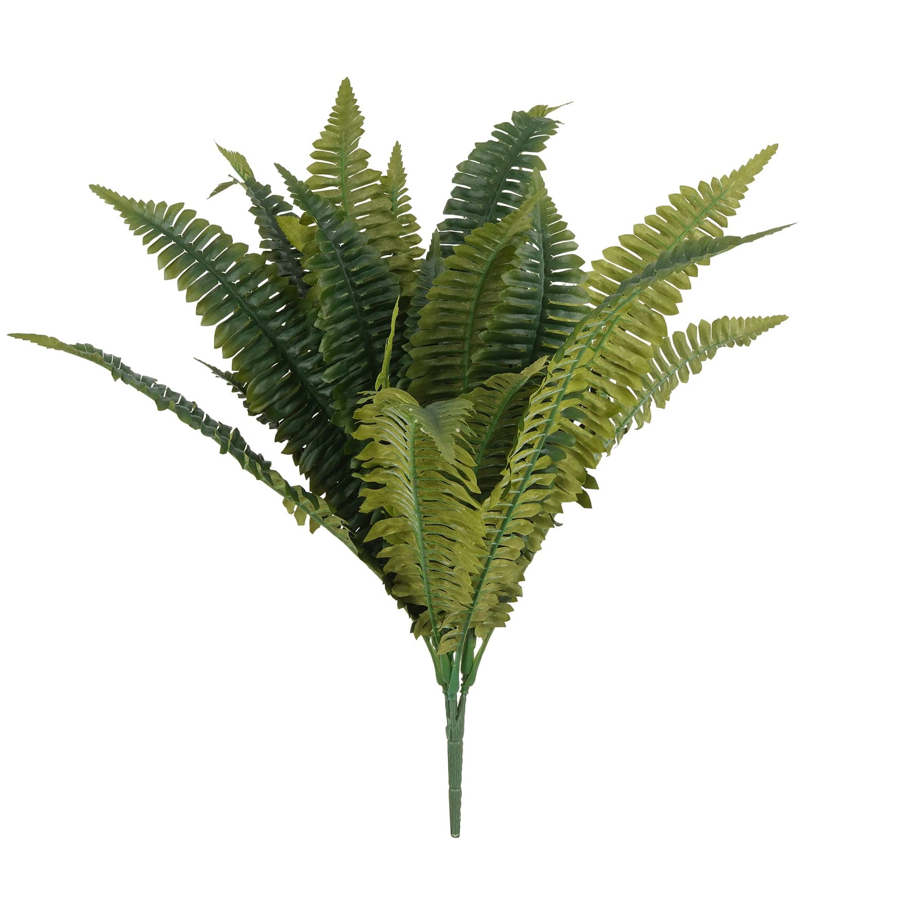boston fern bush fern collection by ashland®