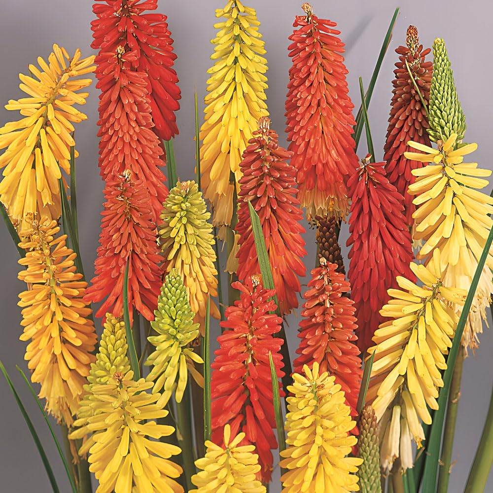 Red Hot Poker Flamenco Seeds – Dwarf Plants with Long Spikes of Colours – Hardy Perennial – for Your Beautiful Garden