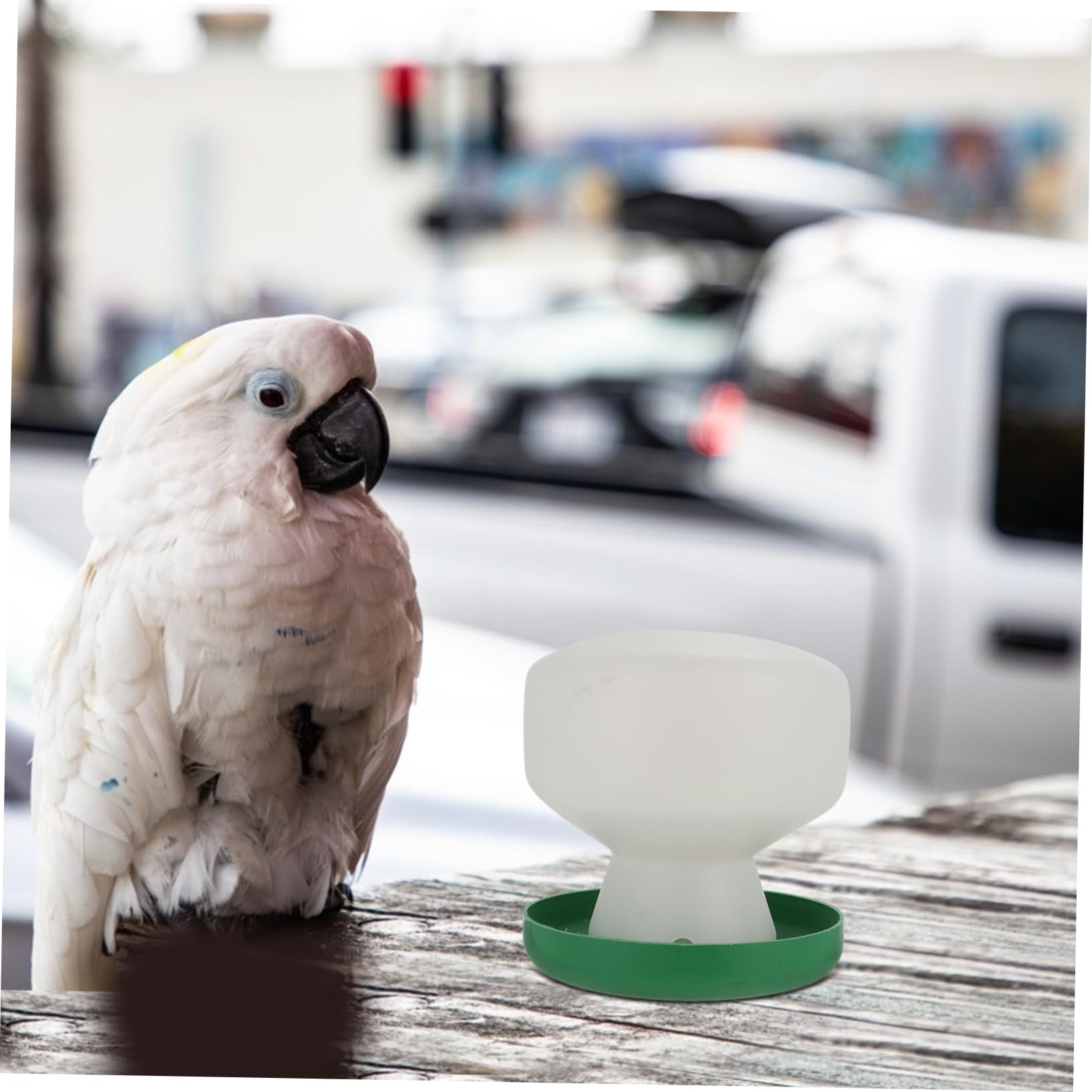 YARNOW 6pezzi Mangiatoia Per Distributore Per Pappagalli e Domestici Accessori Per Gabbie Design Antiribaltamento e Resistente
