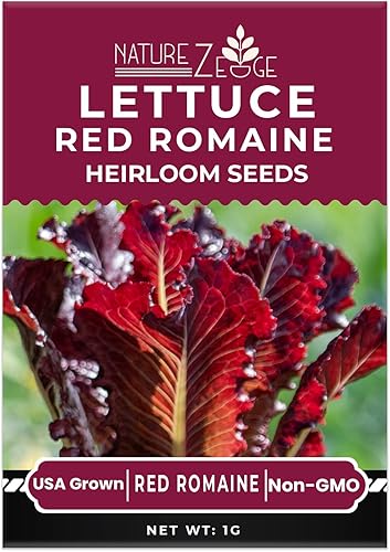 Miniatura 3 de Semillas de lechuga para plantar lechuga romana roja lechuga de mantequilla de babero Simpson de semillas negras lechuga de hielo verde sin OMG