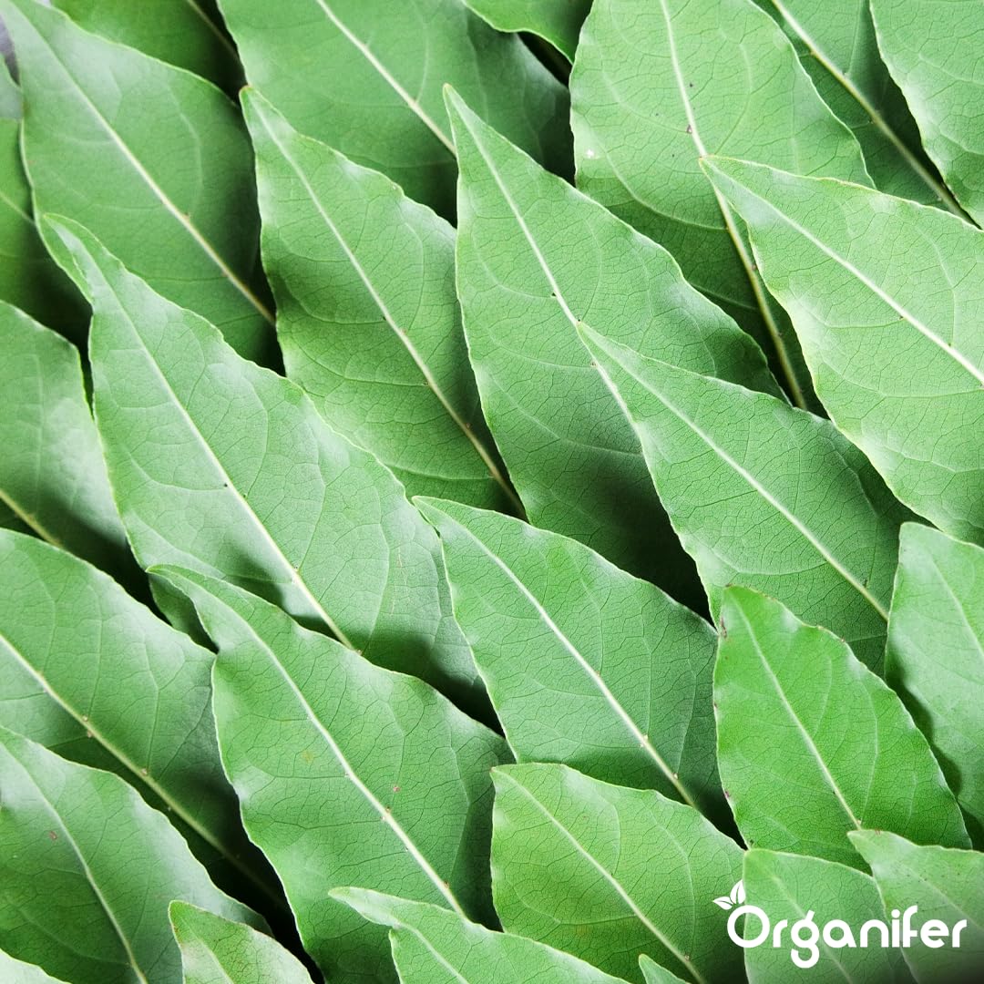 Fertilizante Líquido Para Laurel - 2x1L - NPK 3-4-3 | Fertilizante Para Hojas Sanas Y Raíces Fuertes - Favorece Vitalidad Y Aroma - Organifer