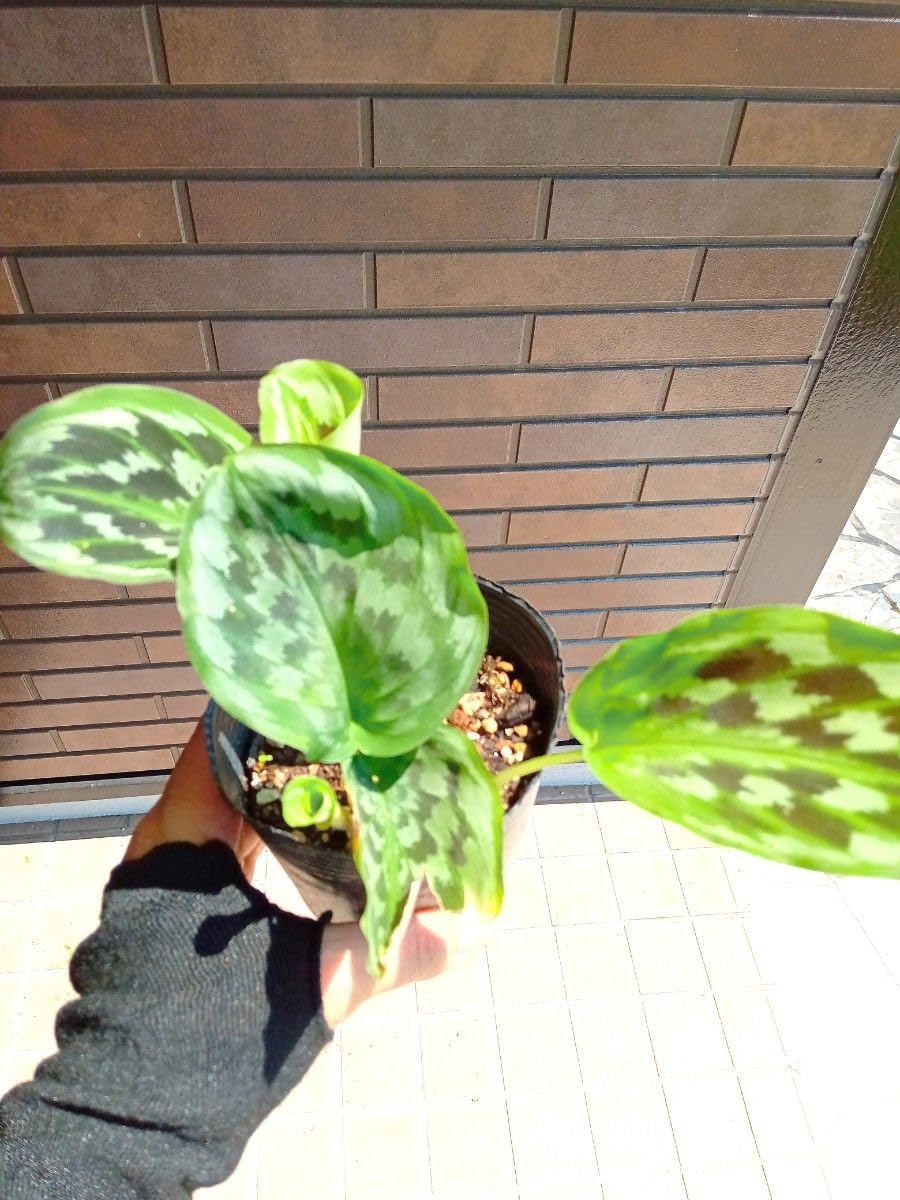 メルカリ便【ケンフェリア・シャザム var.】 メルカリ便【ケンフェリア・シャザム var.】