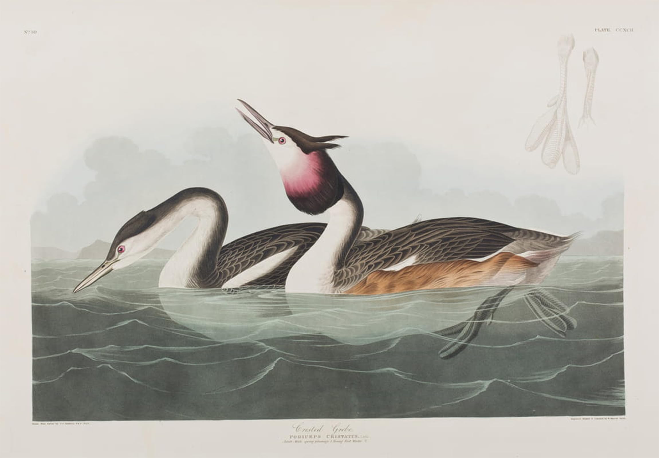 ARTXLXXBN Famous Painting Canvas Artwork Graffiti Print Illustration From birds of America by John Jamess Audubon Portrait Canvas Image for Home Decor 60x90cm