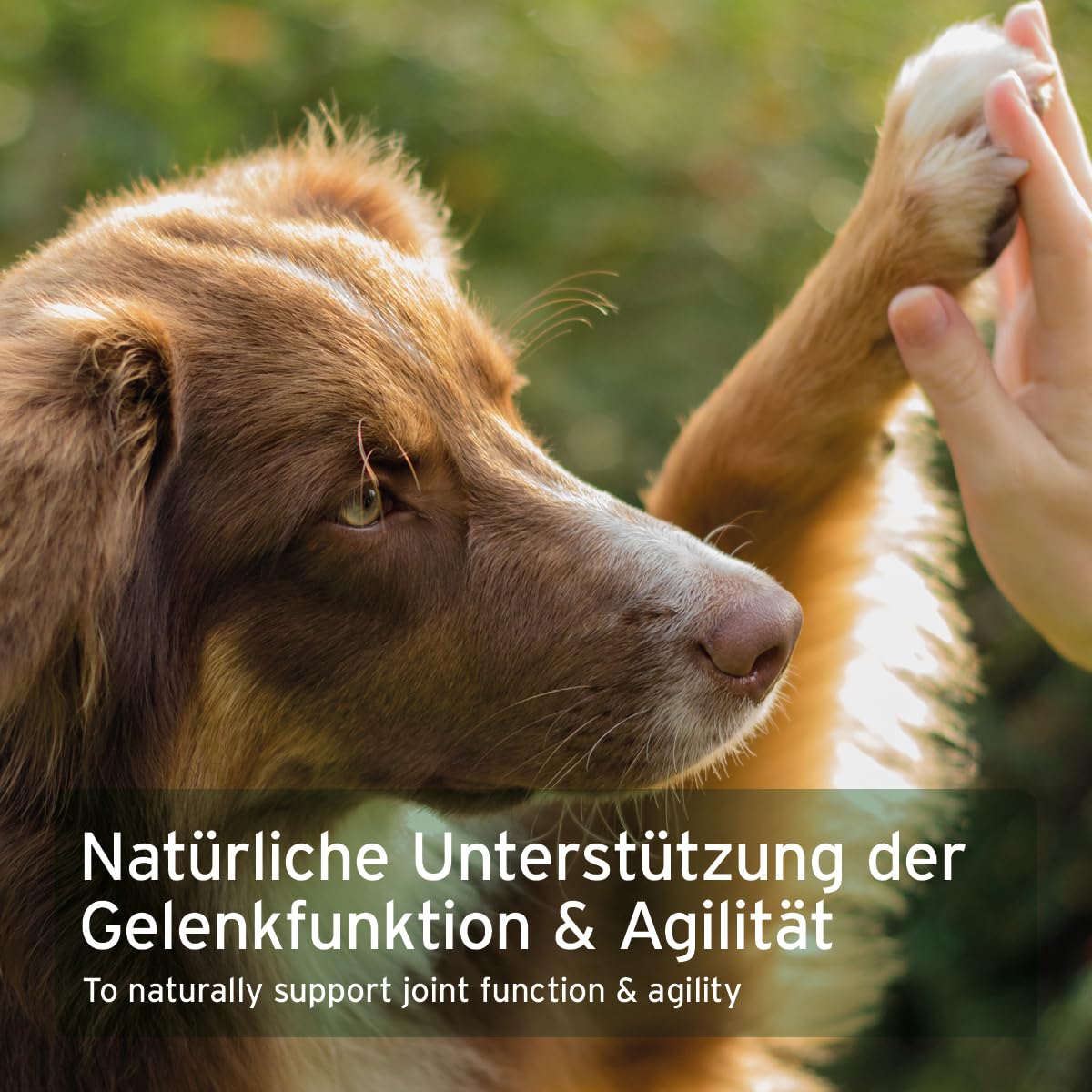 AniForte Marine Kollagen Gelenkpulver für Hunde CollaMove 250g – Fisch Collagen unterstützt Gelenke, Sehnen & Bänder – Naturprodukt für Gelenkfunktion & Agilität