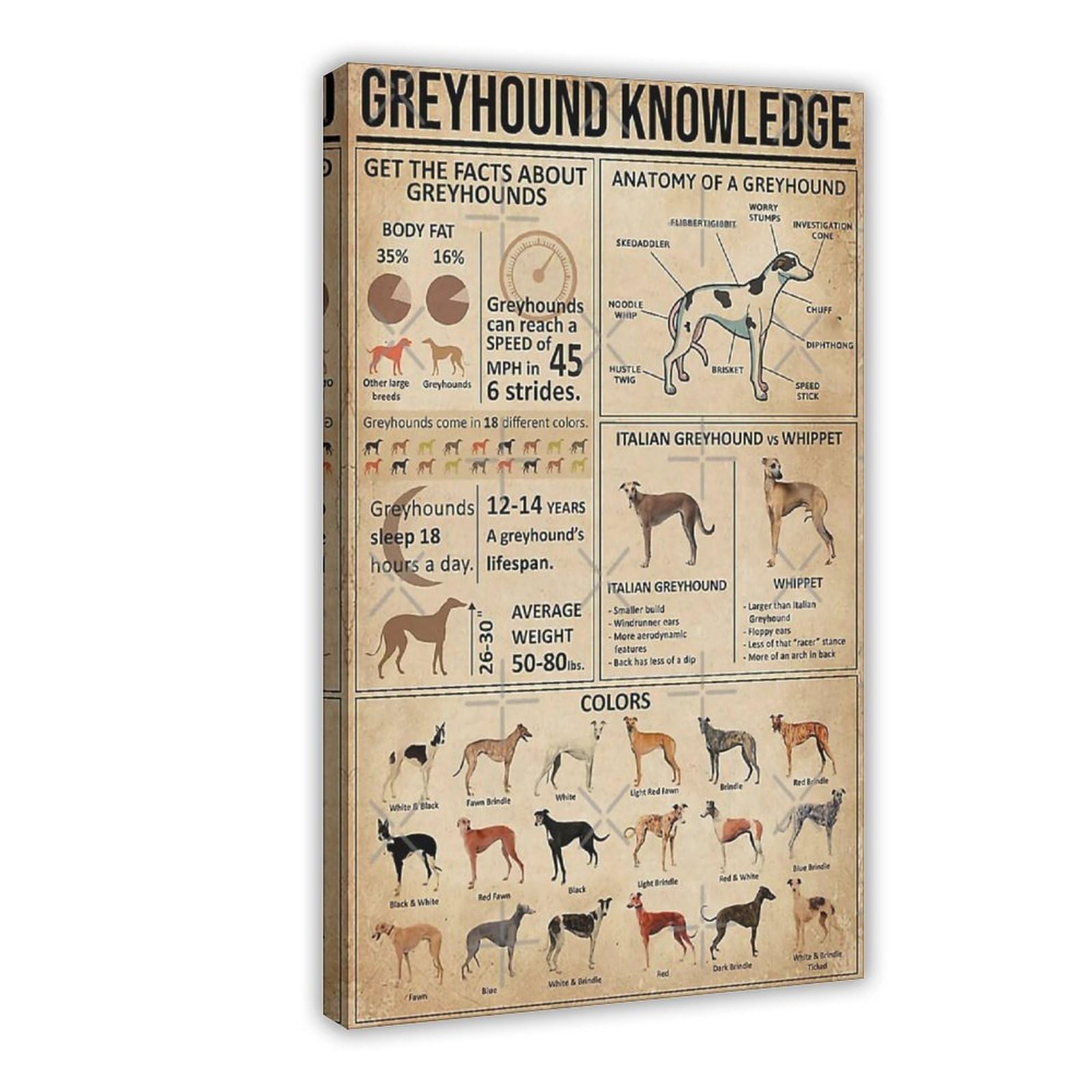 Neohi Frame-Style Greyhound Knowledge, Greyhound Anatomy Canvas Modern Poster Wall Art Prints Paintings Living Room Bedroom Decor 20X30inch(50X75cm)