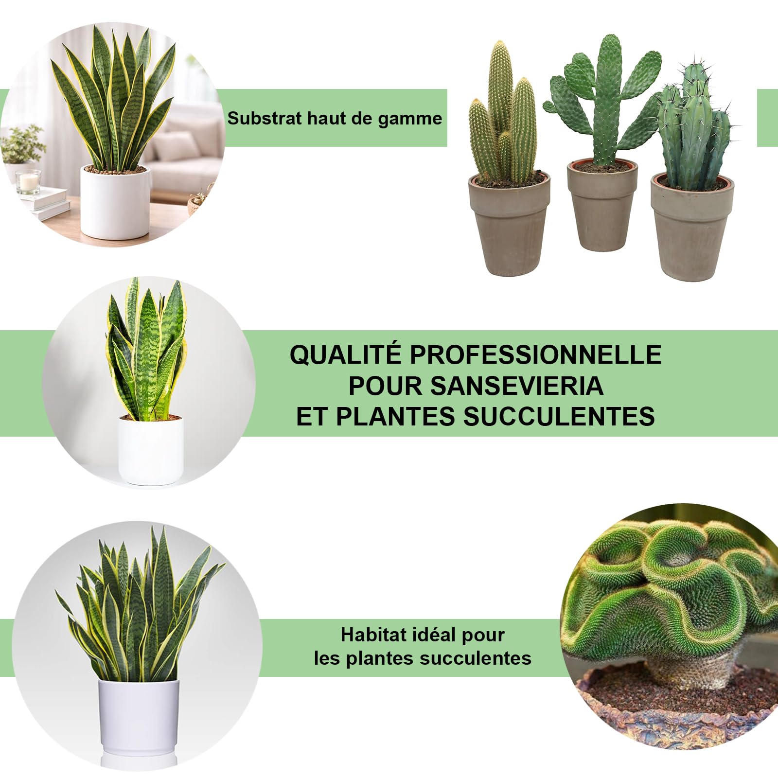 Kalapanta Terreau Cactus, Plantes Grasses, Succulentes et Cactées, 2L - 100% Naturel et Biologique, Parfait pour Les Plantes succulentes et Les Cactus d'intérieur et d'extérieur