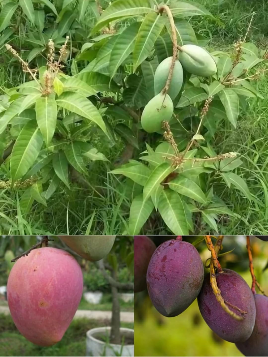 See full amazon price history chart for Thai All Time Mango Plant One Healthy Live Grafted Baromasi Thai All Time Mango Plant. Hybrid All Season Mango After Fruit 6-12 Month.Plant Hight 1.5-2 Feet. Thai All Time Mango Plant One Healthy Live Grafted Baromasi Thai All Time Mango Plant. Hybrid All Season Mango After Fruit 6-12 Month.Plant Hight 1.5-2 Feet. (B0CY8KZFDF) Amazon Price History, Amazon Price Tracker