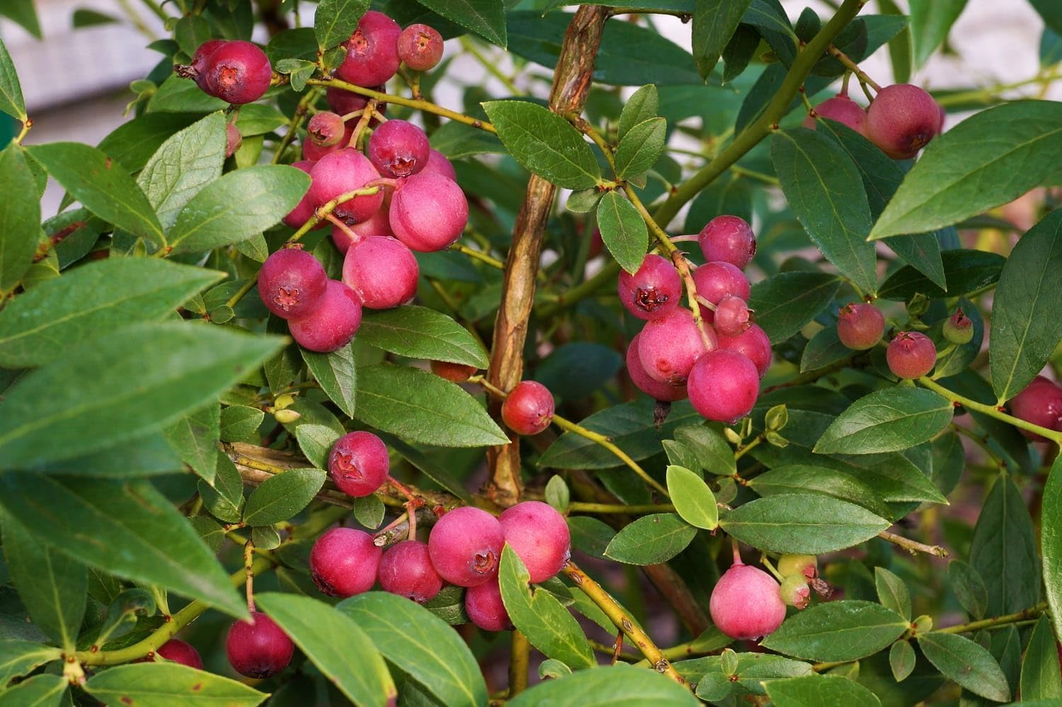 Blueberry Pink Lemonade Vaccinium (Rabbiteye) Plant Live 7-10 Inches Tall