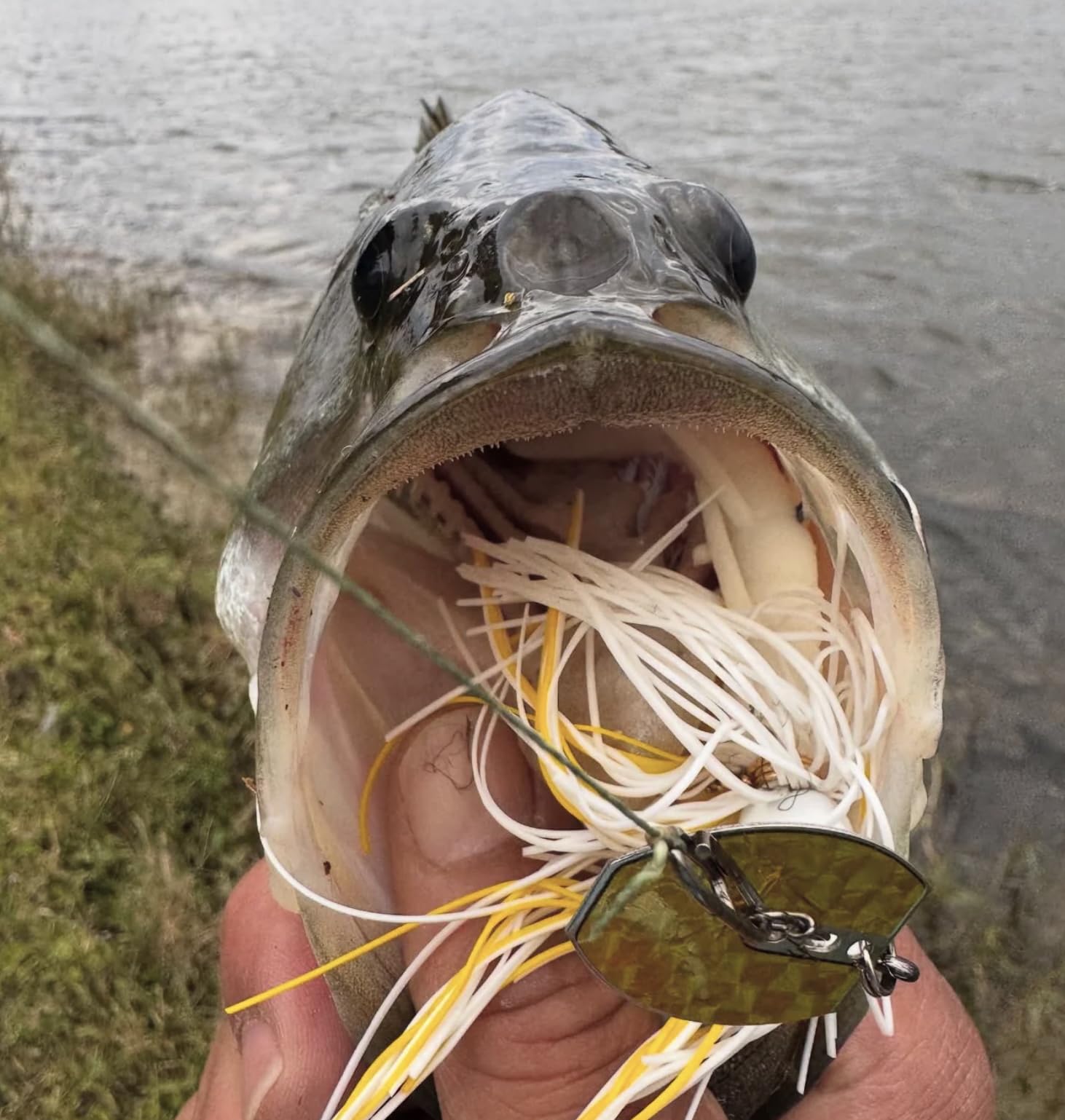 Top Water Co. Species Target Angelbündel – Premium Edelstahl Speed Clips Sortiment – (25 Stück)