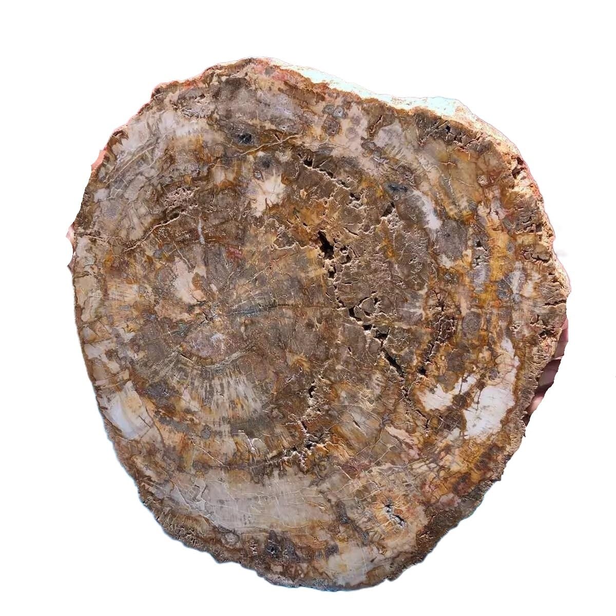 AARTERZZA 1pc 700-800g Tree Stone Slice Quartz Crystal Ore Degaussing Decor
