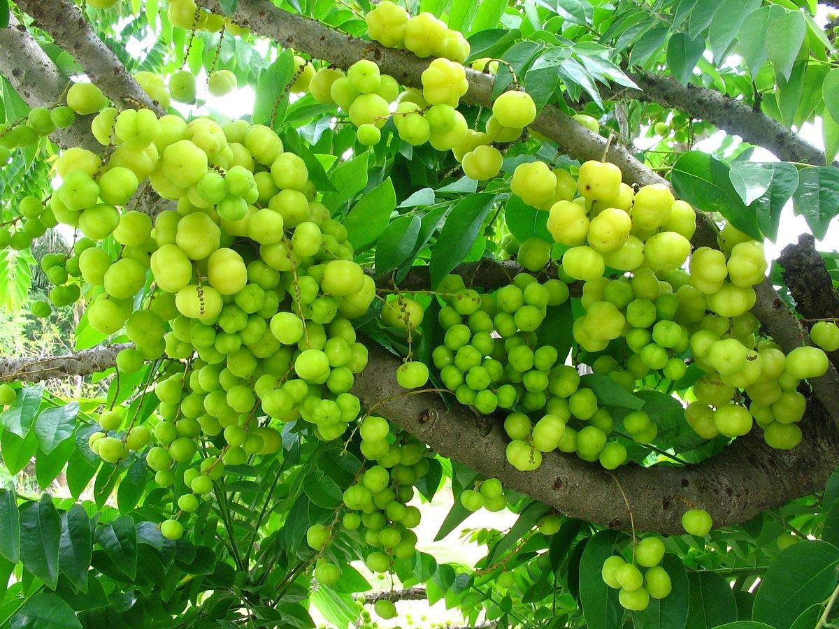 See full amazon price history chart for Nursery Live Rare Star Gooseberry/Phyllanthus acidus (" Green, Hybrid) Arinelli Seedling Exotic 1 Live Fruit Plant Nursery Live Rare Star Gooseberry/Phyllanthus acidus (" Green, Hybrid) Arinelli Seedling Exotic 1 Live Fruit Plant (B09BRDJY7N) Amazon Price History, Amazon Price Tracker