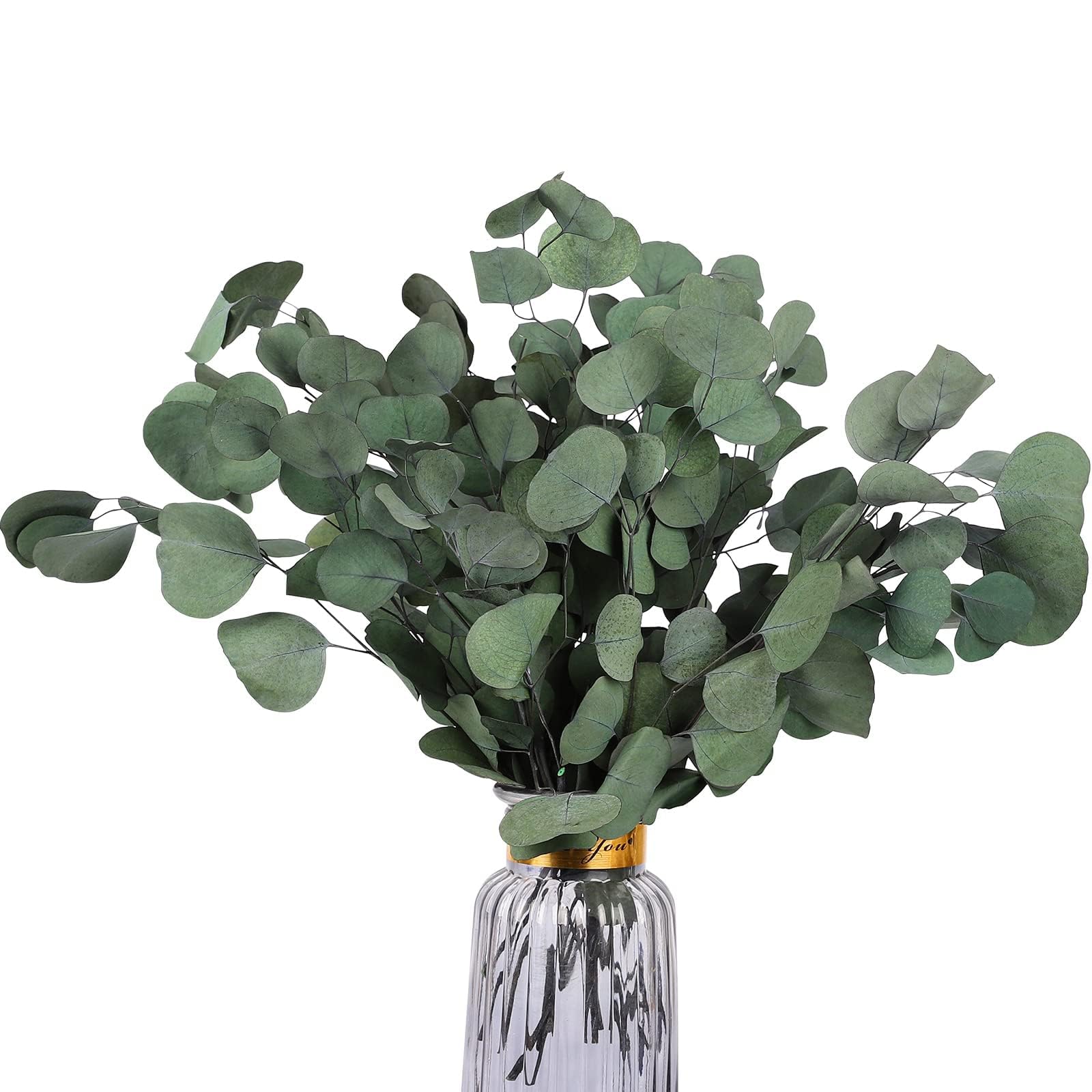 Amazon.co.jp: HIAGROW 本物のユーカリの茎 20個 乾燥プリザーブド 