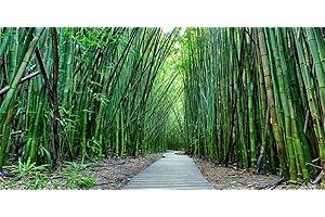 AWERT Aquarium Bamboo Background, 36x20 Inches Vinyl Stone Path Spring Bamboo Garden...