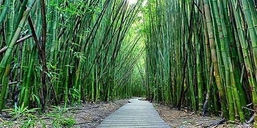 AWERT 30x12 pulgadas bambú acuario fondo piedra camino primavera bambú jardín verde bambú Grove Fish Tank fondo fondo vinilo