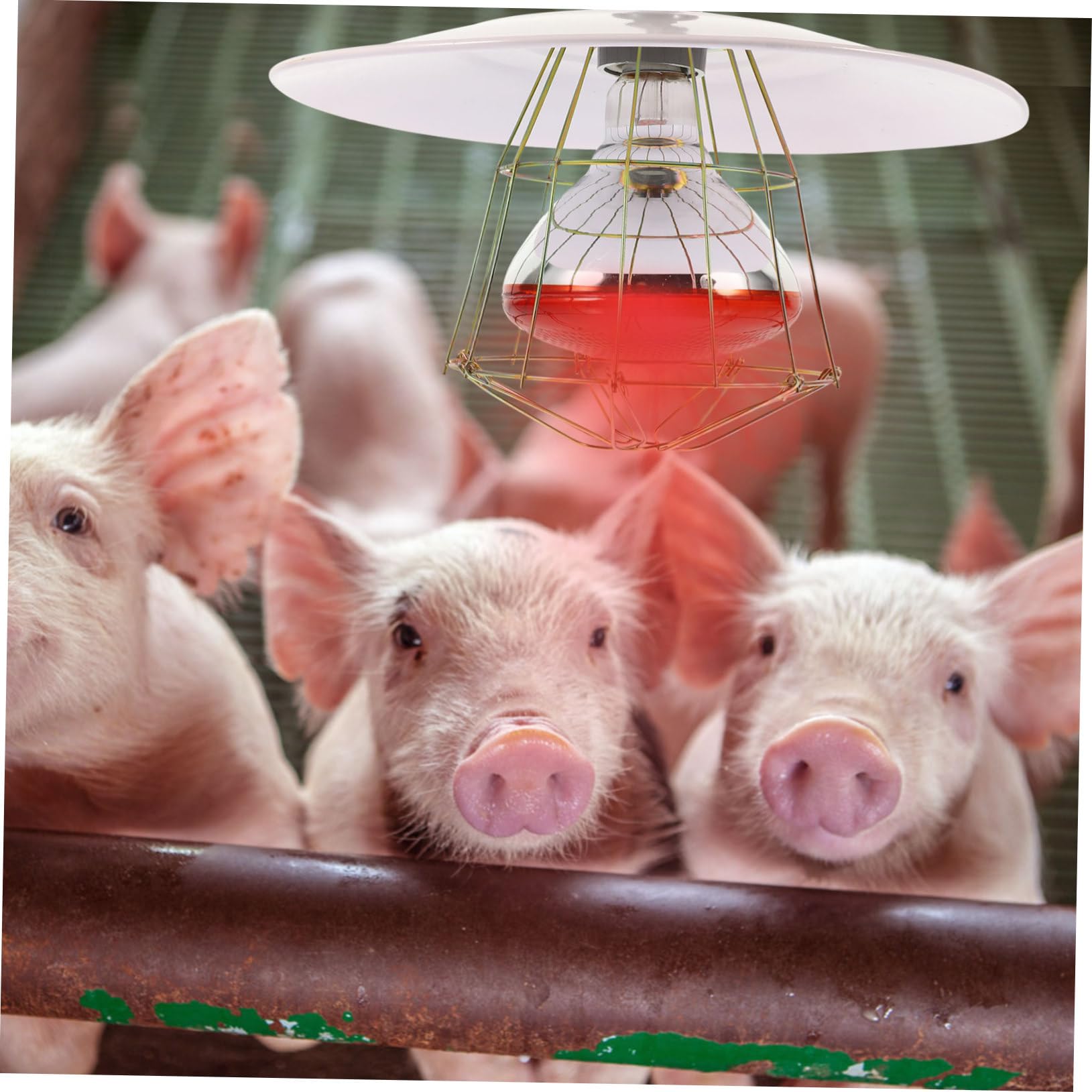 TOYANDONA Haustier Heizlampe aus Metall und Aluminium mit Gutem Heizwirkung und Schutz gegen Verbrennung für Nutztiere im Viehbrutkasten oder Kleinen Schweinekäfig Zufällige Farbe