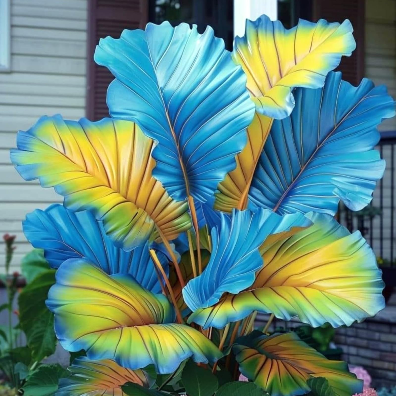 Elephant Ear Bulbs for Planting, Hardy Perennial, Excellent Display, Mix Greening Flower, Natural Organic, Wedding, Balcony Garden-8 Bulbs-J