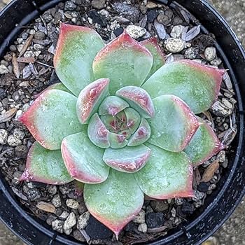 多肉植物　コロラータxバーバラ 交配苗の魅力 | 無職インセクトの多肉&アクアリウム