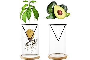 Avocado Starter Kit: A Green Thumb's Gateway to Growing Avocado Delights