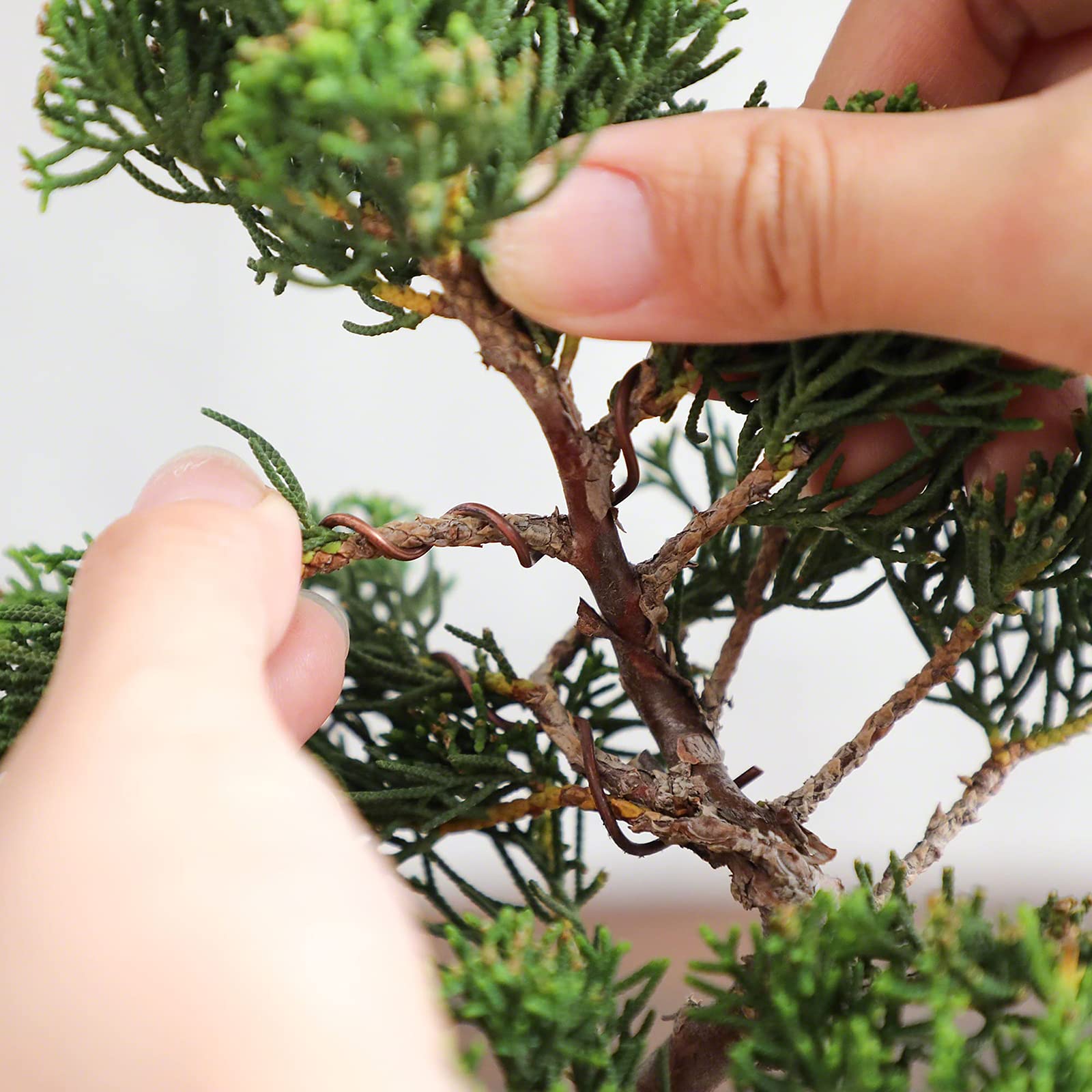 Wazakura Filo per Addestramento Bonsai in Rame Ricotto 1.6mm 300g Fatto in Giappone, Filo Giapponese per Bonsai per la Modellatura di Rami e Tronchi - Rame Ricotto (1.6mm)