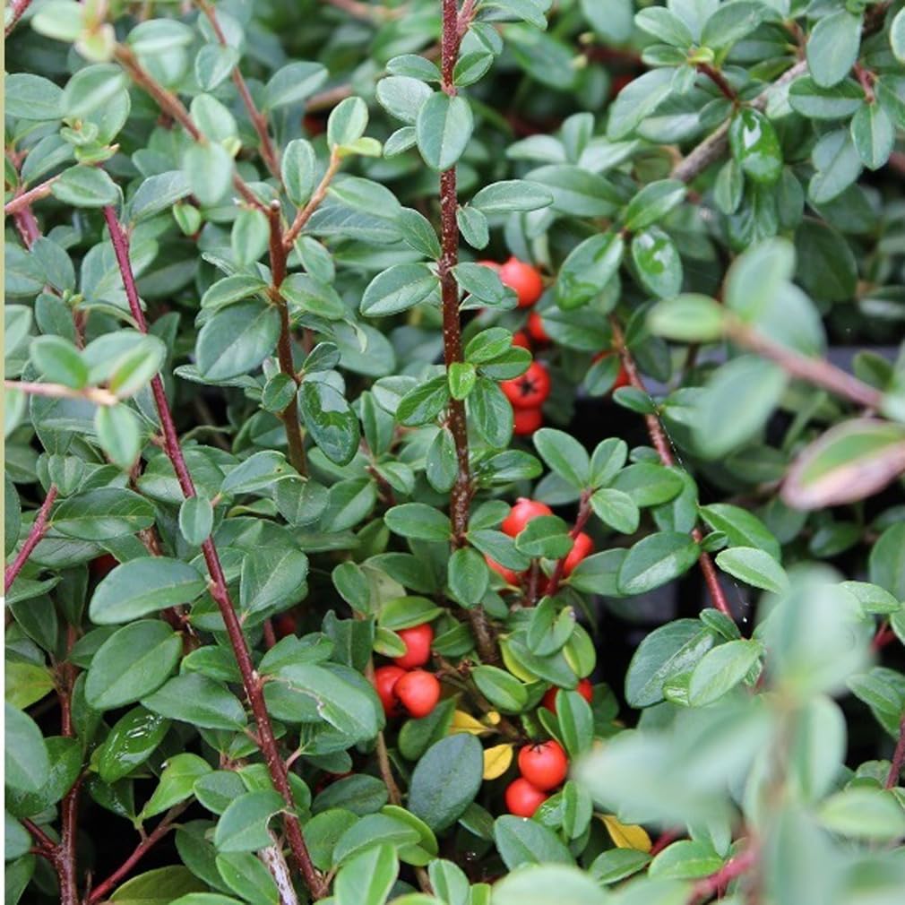 24 x Cotoneaster suecicus 'Coral Beauty' en maceta de 9x9 cm, para 3m²: Arbusto perenne con bayas rojas anaranjadas.