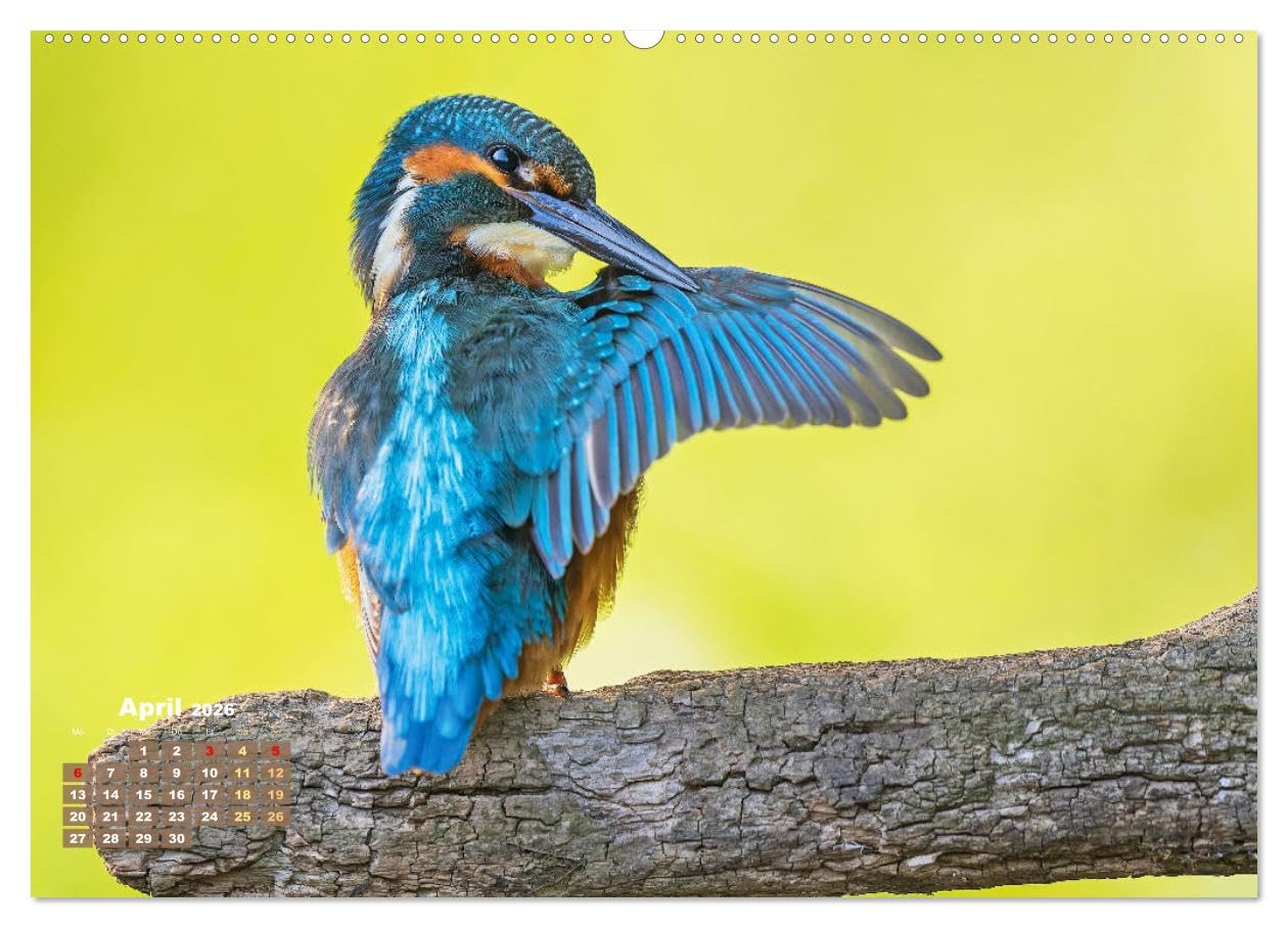Vögel in unserer Heimat: Kiebitz, Wiedehopf und Turteltaube (hochwertiger Premium Wandkalender 2026 DIN A2 quer), Kunstdruck in Hochglanz: ... Vogelfreundes höher schlagen (CALVENDO Tiere)