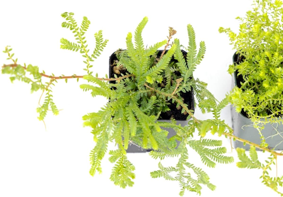 Sprig & Stone Selaginella (Grower's Choice)