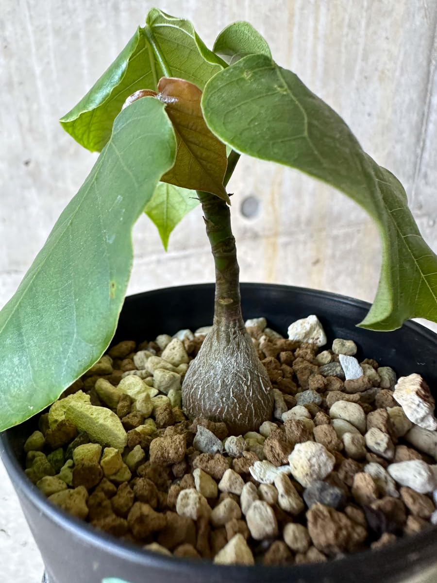 Amazon｜【現品限り】プセウドボンバックス・エリプティクム【G63