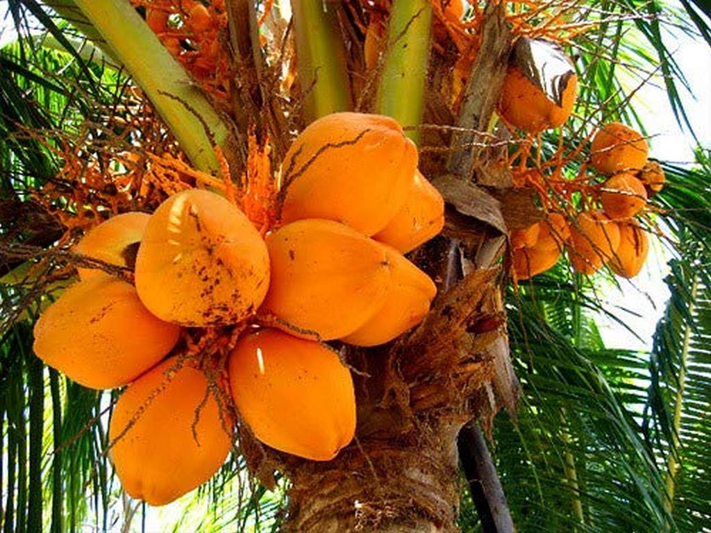 See full amazon price history chart for Creative Farmer Live Plant Great Taste Yellow Coconut Golden Fruit (1 Healthy Live Fruit Plant) (PLANT-42-YELLOWCOCONUT113ll@) Creative Farmer Live Plant Great Taste Yellow Coconut Golden Fruit (1 Healthy Live Fruit Plant) (PLANT-42-YELLOWCOCONUT113ll@) (B08Q8KSWR5) Amazon Price History, Amazon Price Tracker