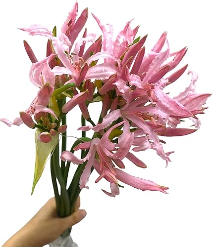 Miniatura 7 de 10 ramos de lirios de araña rosa de liccoris frescos, arreglos florales hidropónicos, regalos para decoración del hogar, cumpleaños, aniversarios,