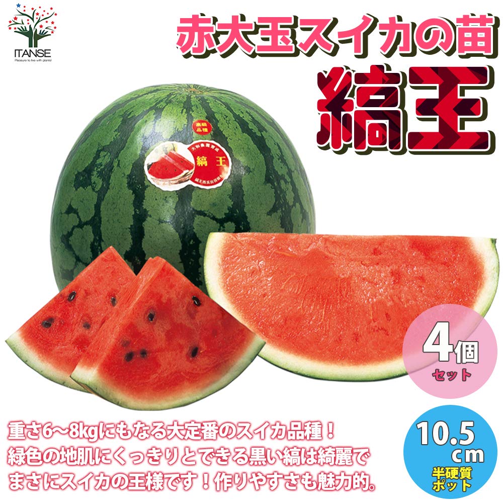 Amazon.co.jp: ITANSE スイカ苗 縞王 3～3.5号 4個セット[野菜苗