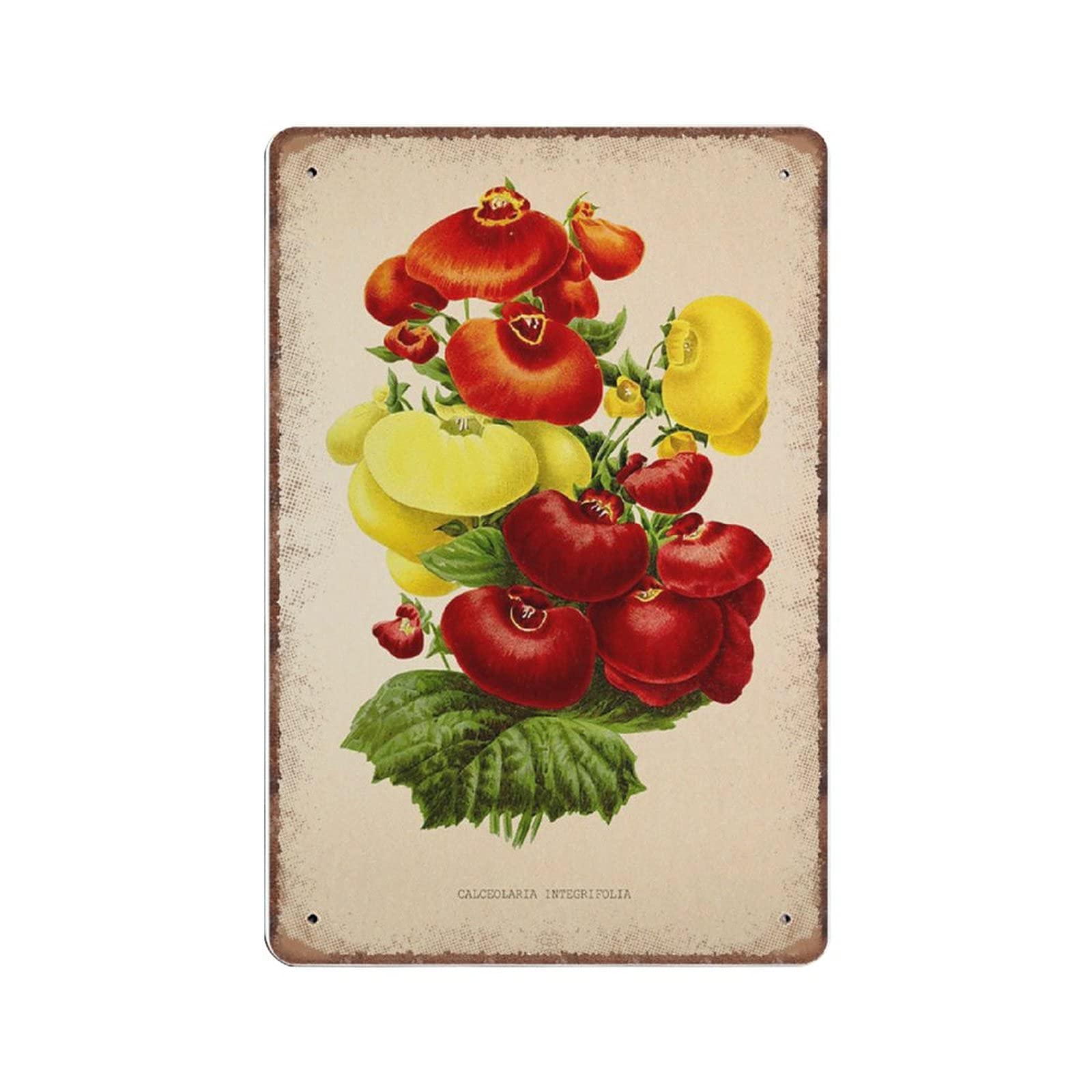 rayprint Vintage Calceolaria Integrifolia Flower Tin Signs, Antique Flower Botanical Prints, Green Leaf Funny Metal Sign Plaqu Wall Art Pub Bar Kitchen Garden Bathroom Home Decor, 20x30 cm
