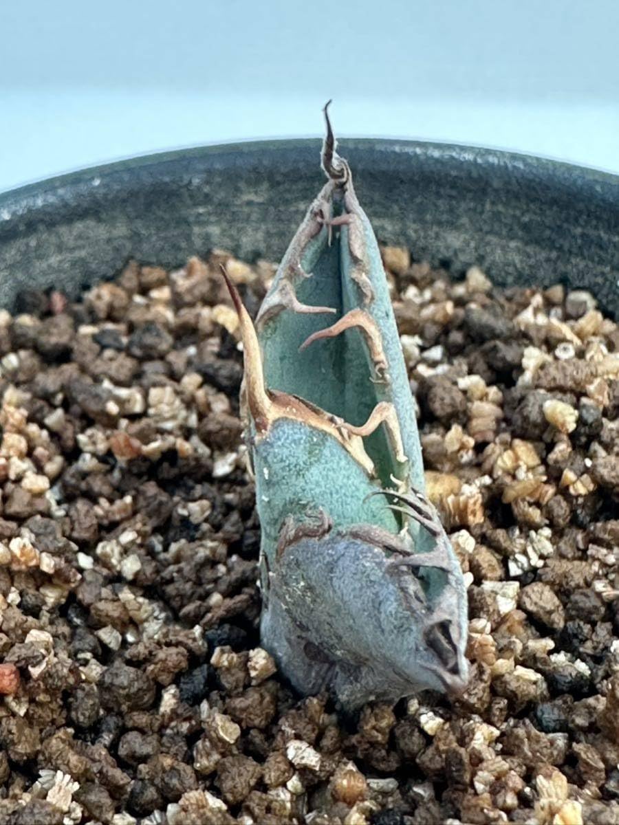 Amazon.co.jp: アガベ チタノタ ブラックアンドブルー Agave titanota