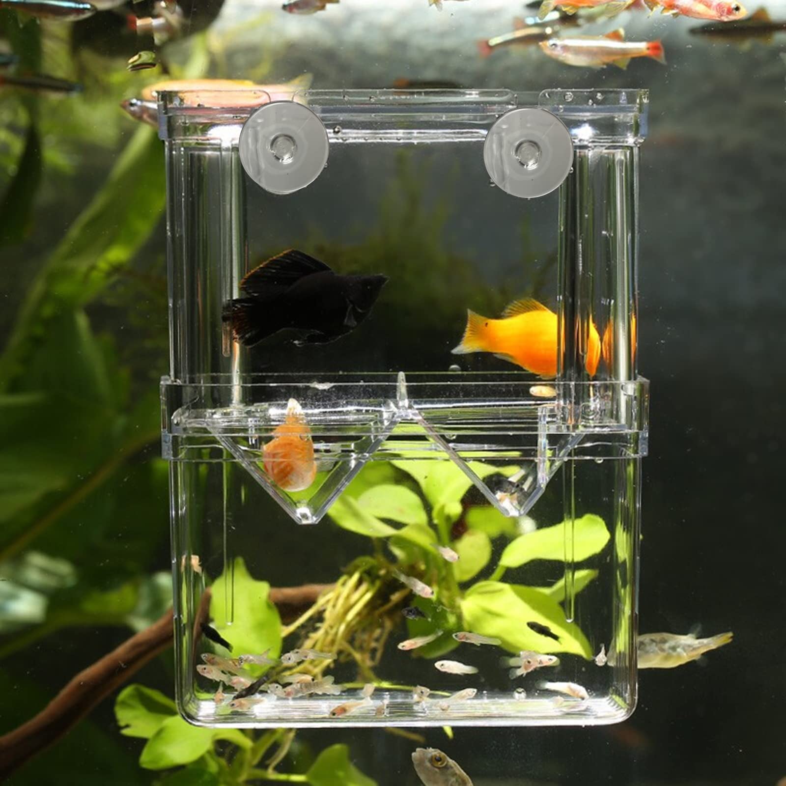 Caja de Cría de Peces de plástico Incubadora de Peces Caja,Caja de Aislamiento de Peces de Doble Capa con Ventosas para Peces Bebé