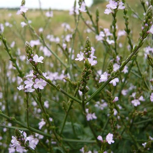 Semillas de Verbena (Verbena officinalis) Más de 40 semillas de hierbas medicinales chinas en cápsulas de semillas congeladas para el jardinero y