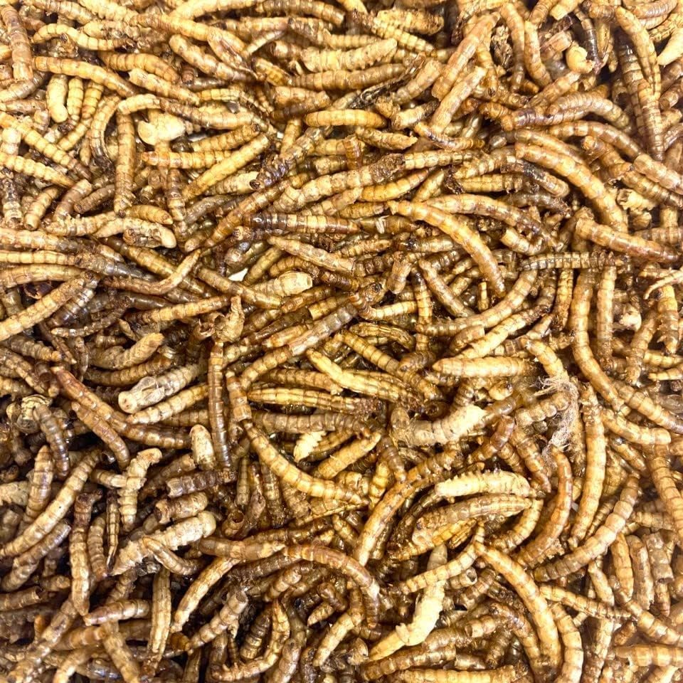 Premium Dried Mealworms, 2.5L Bag Wild Bird Food (Approx weight 400g - 2.5 litre) MCW - Image 3