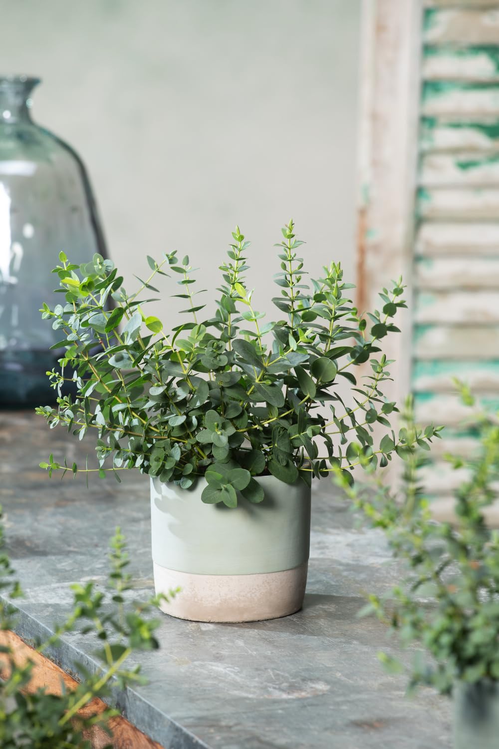 Eucalyptus gunnii Azura Strauch – Winterharter Eukalyptus für Garten & Terrasse, Aromatische Blätter, Pflegeleicht, Zierpflanze im Topf (1)