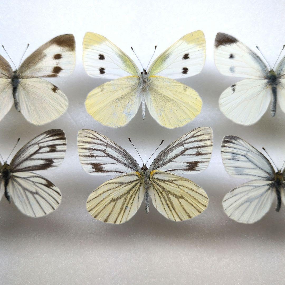 蝶標本 モンシロチョウ、スジグロシロチョウ <0622z昆虫標本>