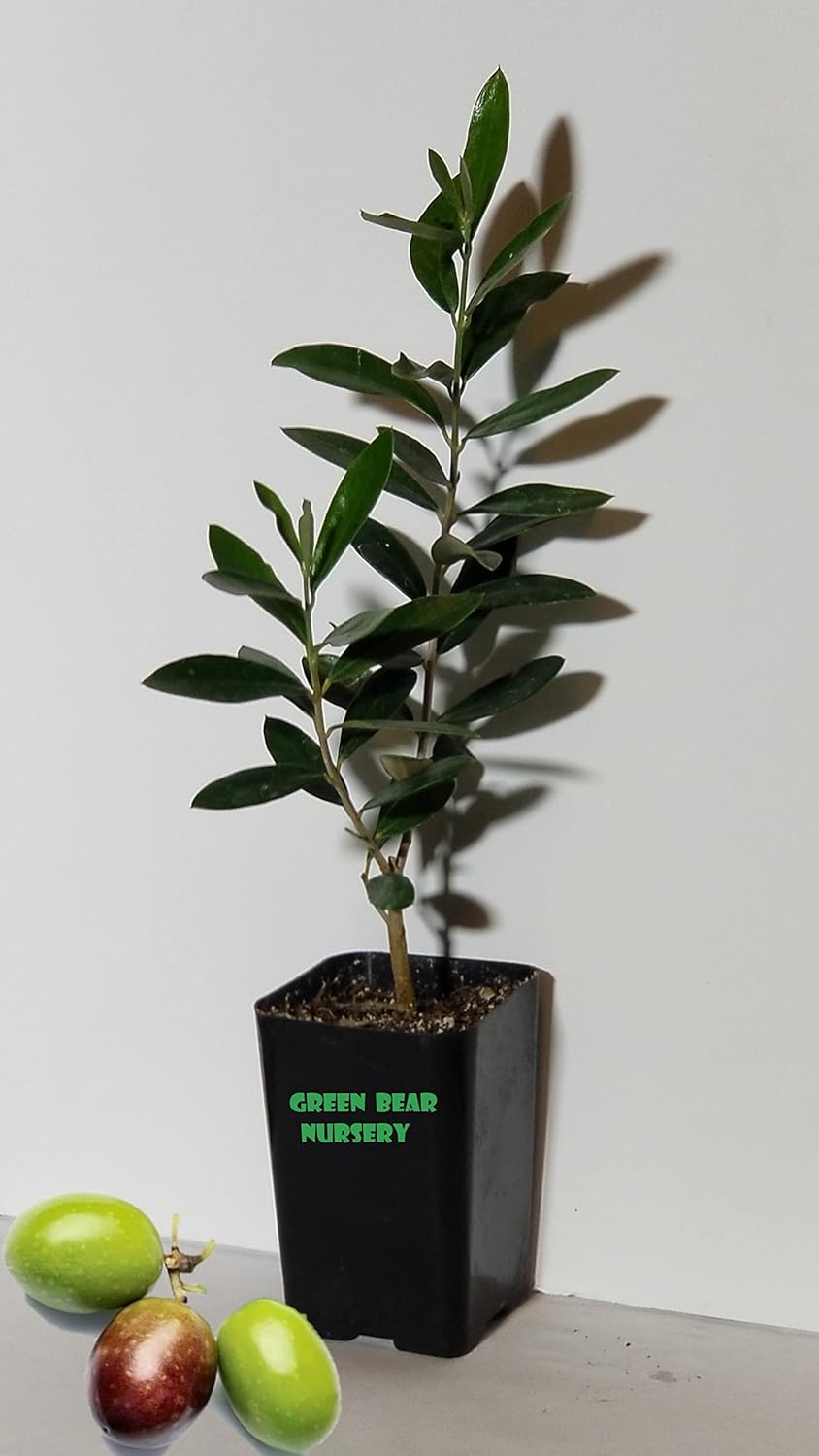 Manzanillo Olive Tree Live Plant Cold Hardy Fruiting Olive Tree " 8" to 12" Tall Starter Plant Ships Potted Olea europaea 'Manzanillo' Manzanilla Olive (Starter Tree)