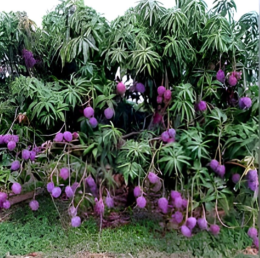 Hidden Enterprise Most wonderful Testy & Sweet Frash 1Healthy Food Indian Purple mango FruitTree Grafted Plant(pack of 1) ll For Outdoor & Indoor Home Garden Mango Fruit plant .. (B0D4LPFQ3D) Amazon Price History, Amazon Price Tracker